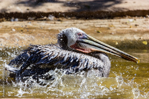Obraz na plátně The brown pelican is a small pelican found in the Americas