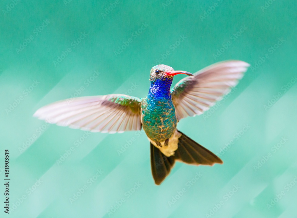 Obraz premium Broad Billed Hummingbird. Using different backgrounds the bird becomes more interesting and blends with the colors. These birds are native to Mexico and brighten up most gardens where flowers bloom.