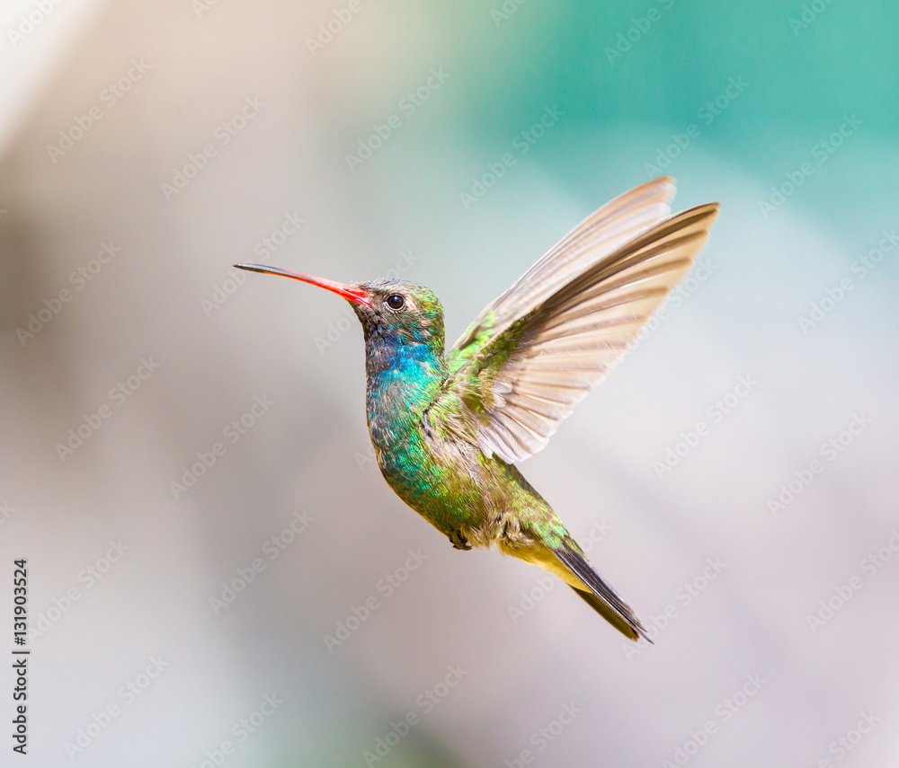 Broad Billed Hummingbird. Using different backgrounds the bird becomes more interesting and blends with the colors. These birds are native to Mexico and brighten up most gardens where flowers bloom.