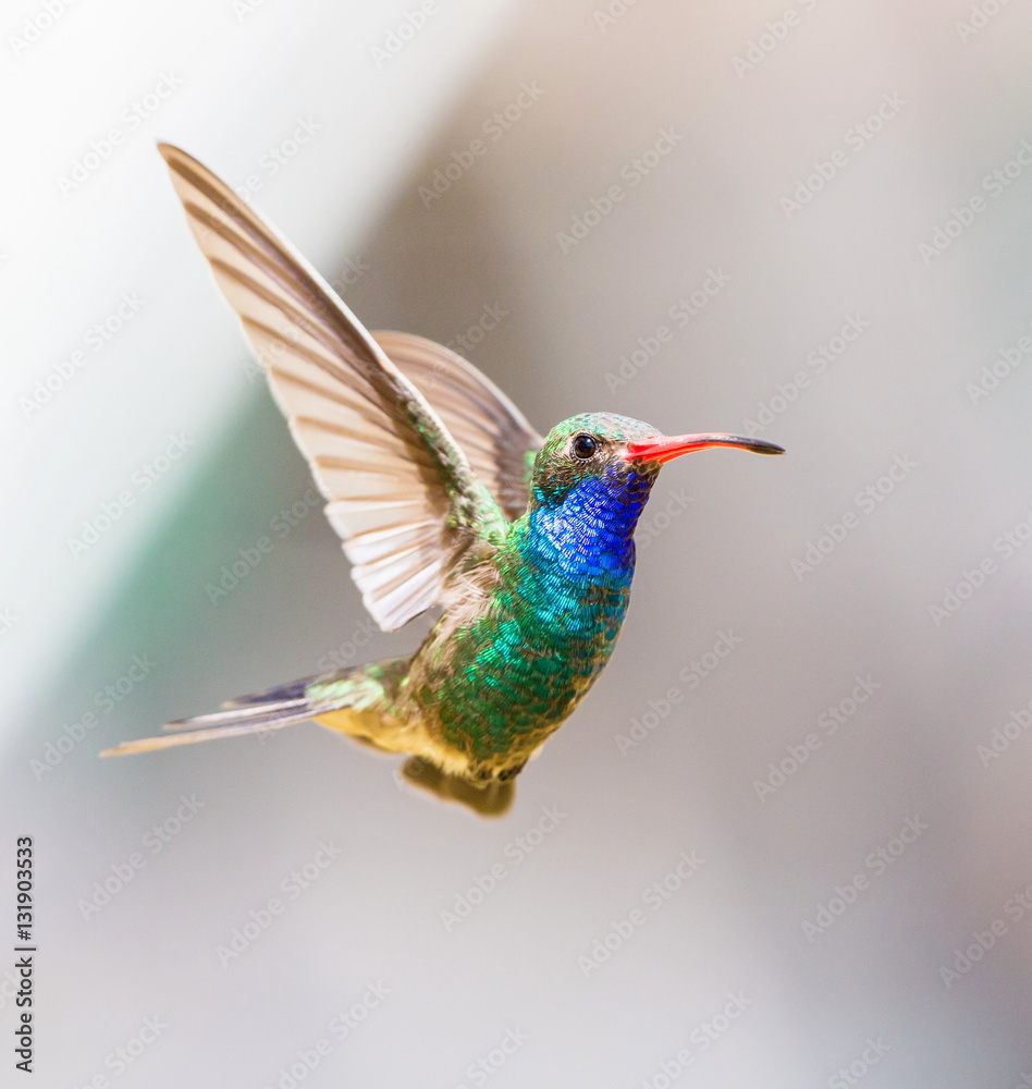 Fototapeta premium Broad Billed Hummingbird. Using different backgrounds the bird becomes more interesting and blends with the colors. These birds are native to Mexico and brighten up most gardens where flowers bloom.