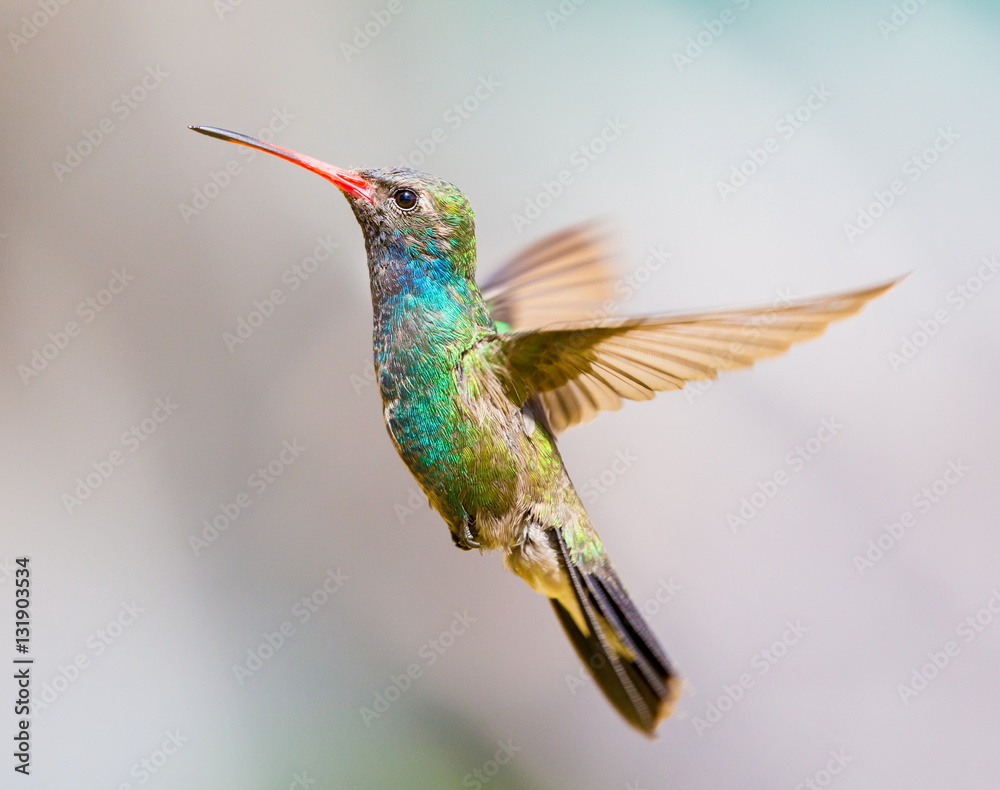 Naklejka premium Broad Billed Hummingbird. Using different backgrounds the bird becomes more interesting and blends with the colors. These birds are native to Mexico and brighten up most gardens where flowers bloom.
