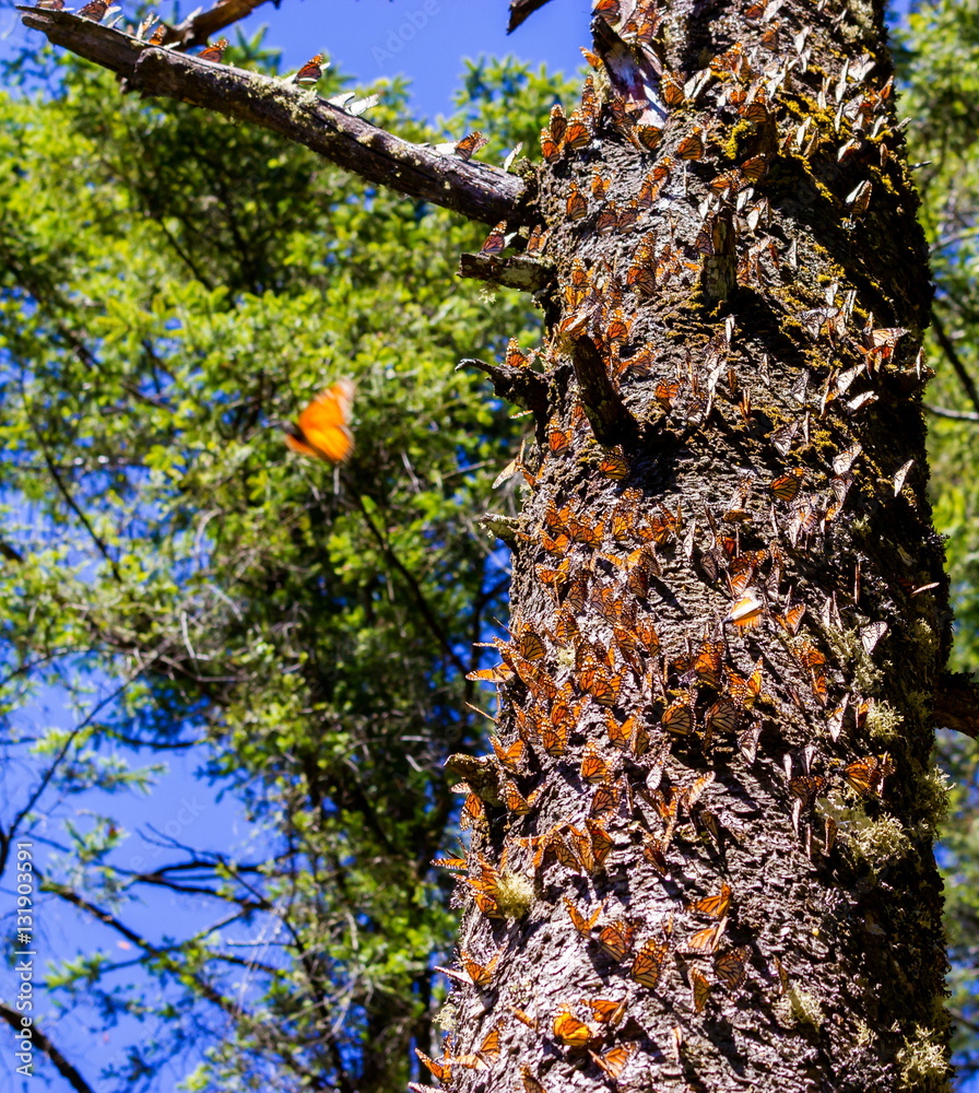 Fototapeta premium Monarch butterflies perform annual migrations across America which have been called one of the most spectacular natural phenomena in the world. Starting in September and October they fly to Mexico.