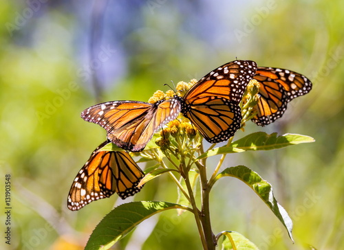 Monarch butterflies perform annual migrations across America which have been called one of the most spectacular natural phenomena in the world. Starting in September and October they fly to Mexico.