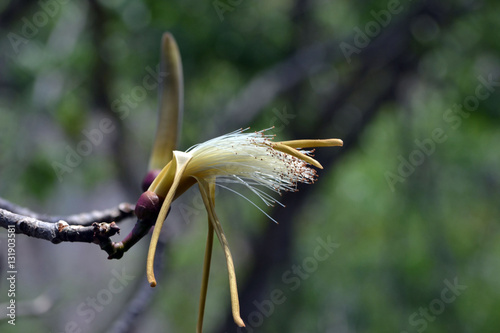 wild flower
