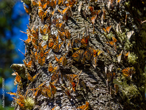 Monarch butterflies perform annual migrations across America which have been called one of the most spectacular natural phenomena in the world. Starting in September and October they fly to Mexico.