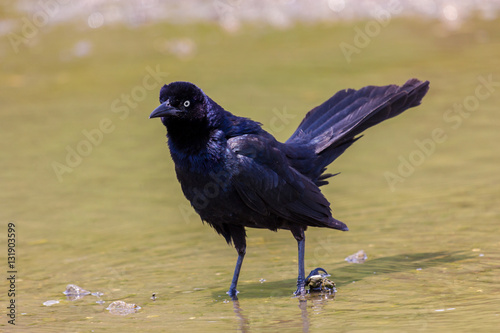 The great-tailed grackle or Mexican grackle is a medium-sized, highly social passerine bird native to North and South America.