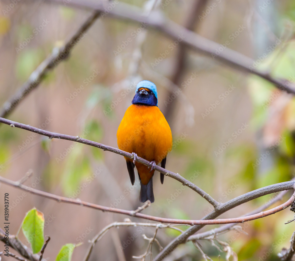 Obraz premium The elegant or blue-hooded euphonia is a species of bird in the Fringillidae family. It is found in Belize, Costa Rica, El Salvador, Guatemala, Honduras, Mexico, Nicaragua, and Panama.