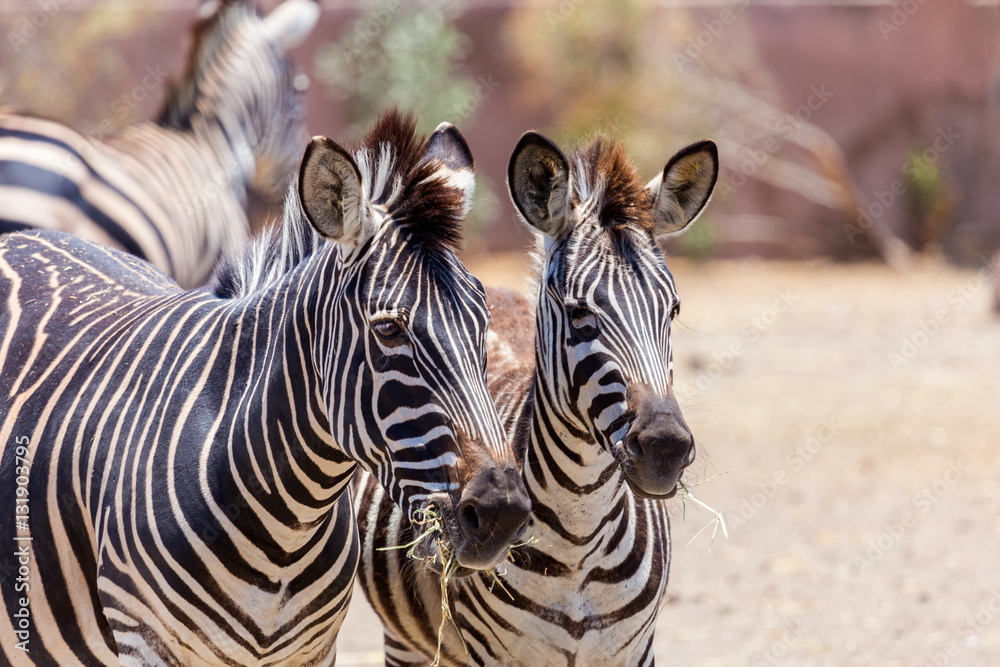 Naklejka premium The plains zebra is the most common, and has or had about six subspecies distributed across much of southern and eastern Africa. Each animal stripes are unique as fingerprints, none are exactly alike
