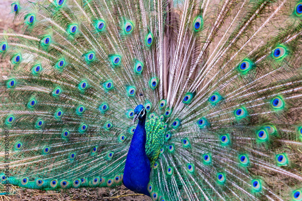 Naklejka premium Commonly called the peacock. The Indian peafowl or blue peafowl, a large and brightly coloured bird, is a species of peafowl native to South Asia, but introduced in many other parts of the world.