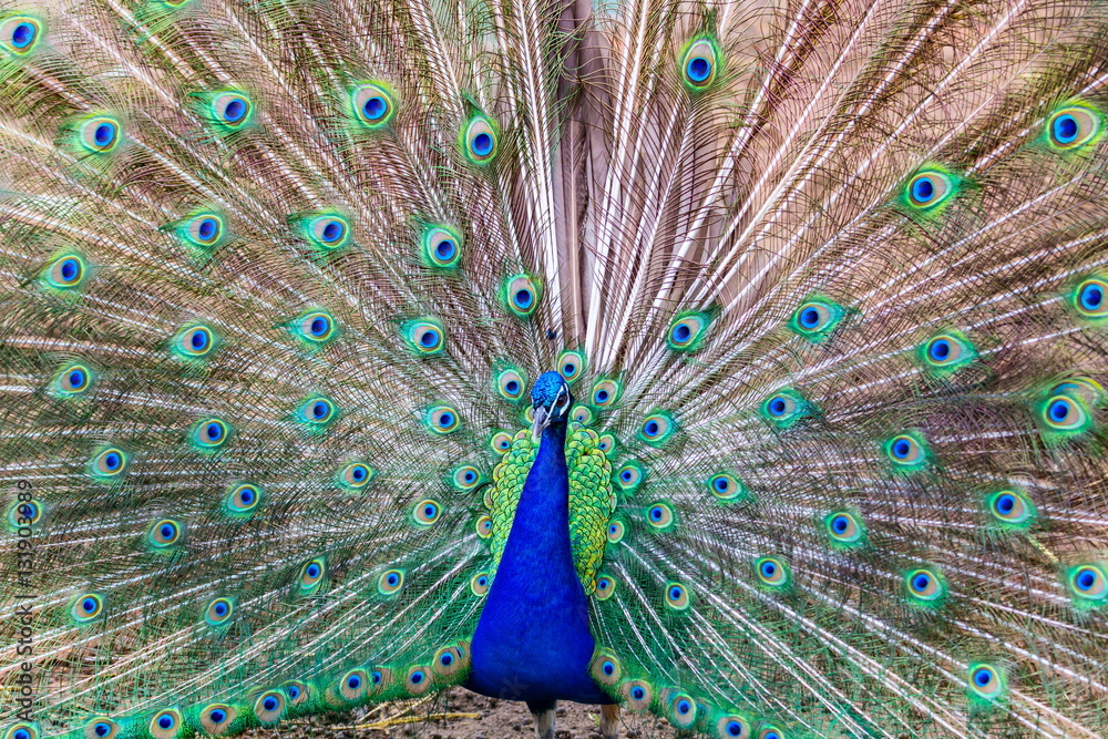 Obraz premium Commonly called the peacock. The Indian peafowl or blue peafowl, a large and brightly coloured bird, is a species of peafowl native to South Asia, but introduced in many other parts of the world.