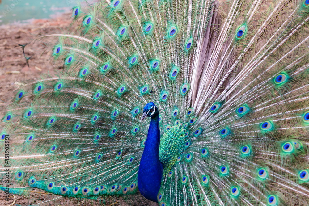 Naklejka premium Commonly called the peacock. The Indian peafowl or blue peafowl, a large and brightly coloured bird, is a species of peafowl native to South Asia, but introduced in many other parts of the world.