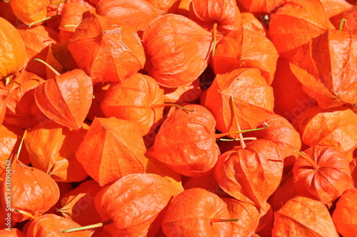 orange-rote Lampionblumen (Physalis alkekengi)