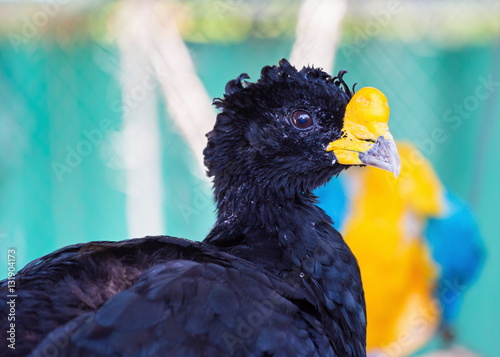 The bare-faced curassow is a large bird. The sexes differ in appearance. The male has black upper parts faintly glossed with greenish-olive, with an unfeathered face with yellowish bare skin. photo