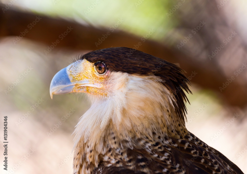 Fototapeta premium A tropical version of a vulture, the Crested Caracara reaches the United States only in Arizona, Texas, and Florida. It is a bird of open country, where it often is seen at carrion with vultures. 