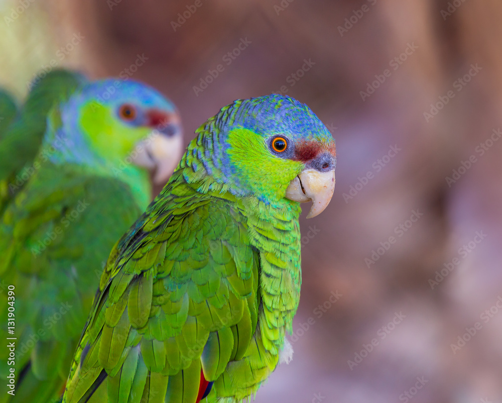 The lilac-crowned amazon is a parrot endemic to the Pacific slopes of Mexico. Also known as Finsch's amazon, the parrot is characterized by green plumage, a maroon forehead, and violet-blue crown. The lilac-crowned amazon is a parrot endemic to the Pacific slopes of Mexico. Also known as Finsch's amazon, the parrot is characterized by green plumage, a maroon forehead, and violet-blue crown.