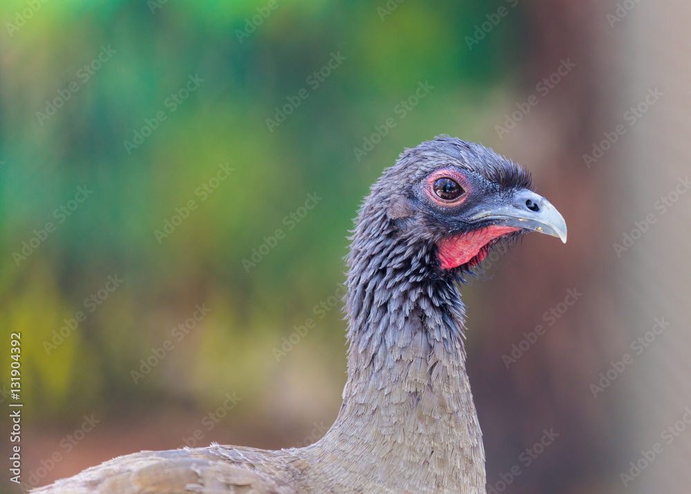 Chachalacas are mainly brown galliform birds from the genus Ortalis. These birds are found in wooded habitats in far southern United States, Mexico, and Central and South America. Chachalacas are mainly brown galliform birds from the genus Ortalis. These birds are found in wooded habitats in far southern United States, Mexico, and Central and South America.