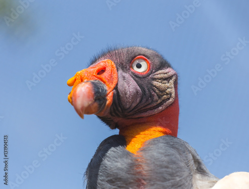 King Vulture, a very highly colored bird. © Hummingbird Art