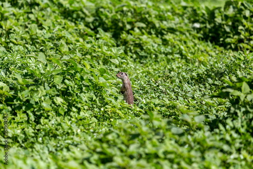 The Mexican ground squirrel is a species of rodent in the family Sciuridae. It is found in Mexico and the United States.