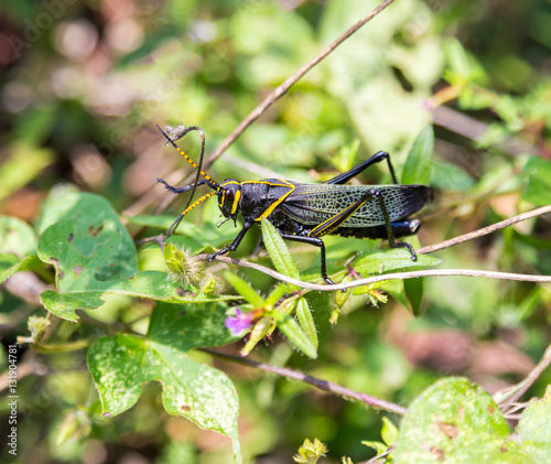 The western horse lubber grasshopper is a relatively large grasshopper species of the grasshopper  family found in the arid lower Sonoran life zone of the southwestern United States and  Mexico. © Hummingbird Art