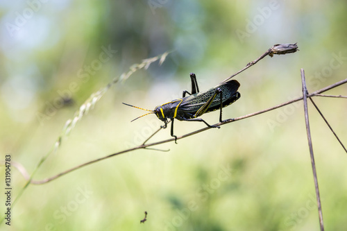 The western horse lubber grasshopper is a relatively large grasshopper species of the grasshopper family found in the arid lower Sonoran life zone of the southwestern United States and Mexico.