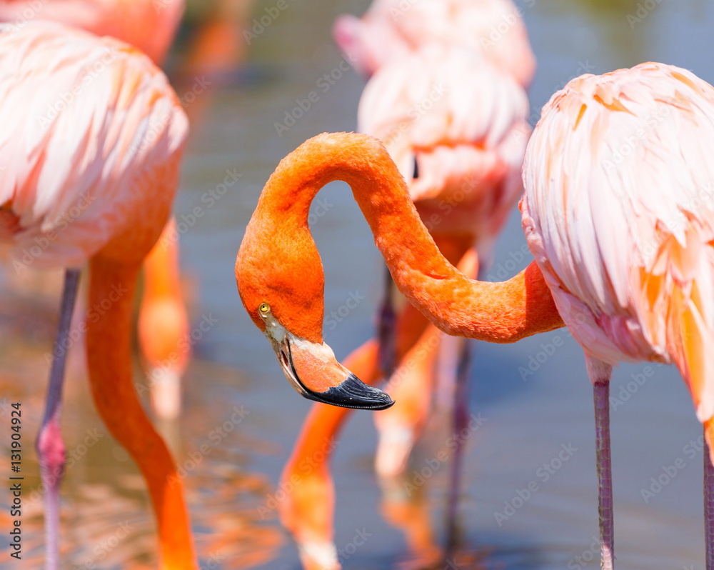 Obraz premium Flamingos or flamingoes are a type of wading bird. These shots were taken in Mexico where they can be seen wading and sifting through the water feeding on shrimps and other insects.