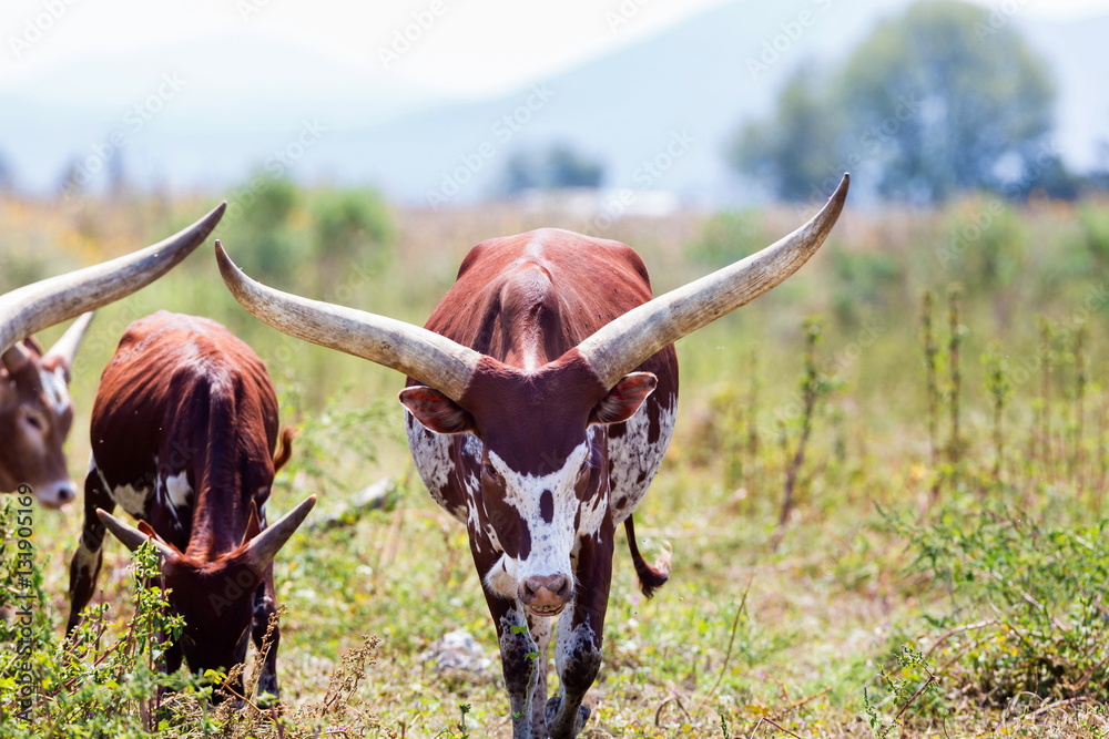 The Texas Longhorn is a breed of cattle known for its characteristic ...