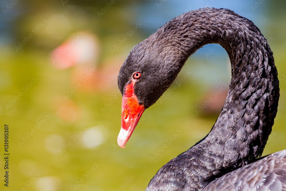 Fototapeta premium The black swan is a large water bird, a species of swan, which breeds mainly in the southeast and southwest regions of Australia.