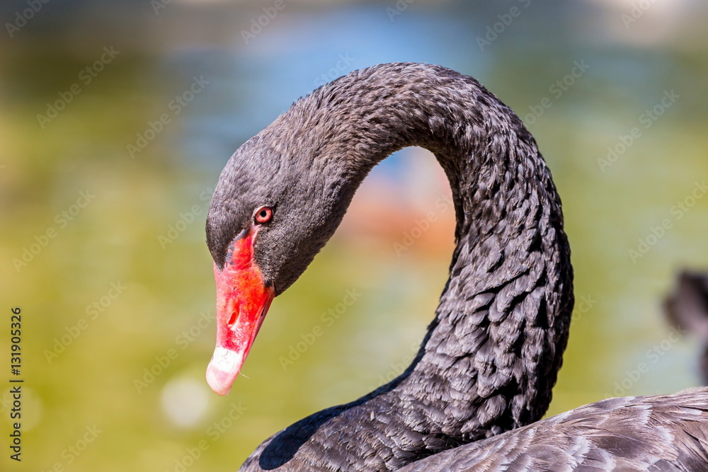 Fototapeta premium The black swan is a large water bird, a species of swan, which breeds mainly in the southeast and southwest regions of Australia.