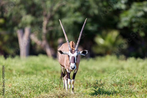 The gemsbok or gemsbuck is a large antelope in the Oryx genus. It is native to the arid regions of Southern Africa, such as the Kalahari Desert.