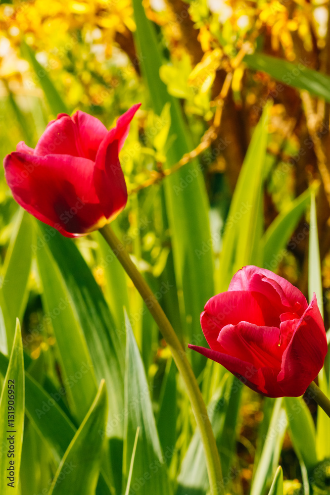 Beautiful tulip flower buds