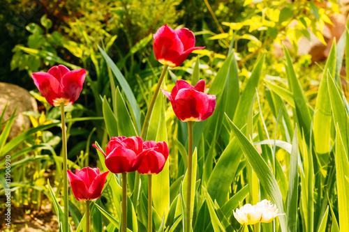 Fototapeta Naklejka Na Ścianę i Meble -  Garden beautiful purple tulip