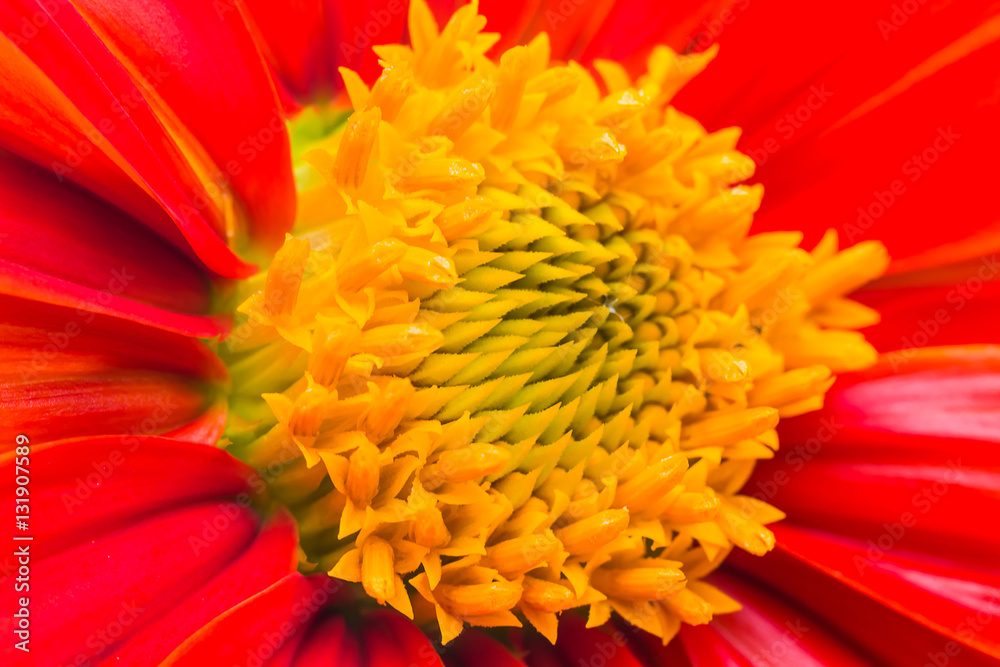 beautiful flower in garden beautiful flower in garden