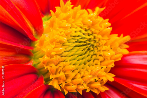 beautiful flower in garden