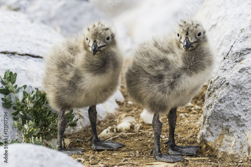 Kelp Gull chicks amongst rocks, Malgas Island, South Africa