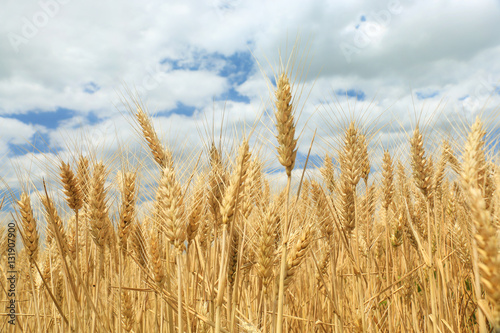 Wheat field against a blue sky