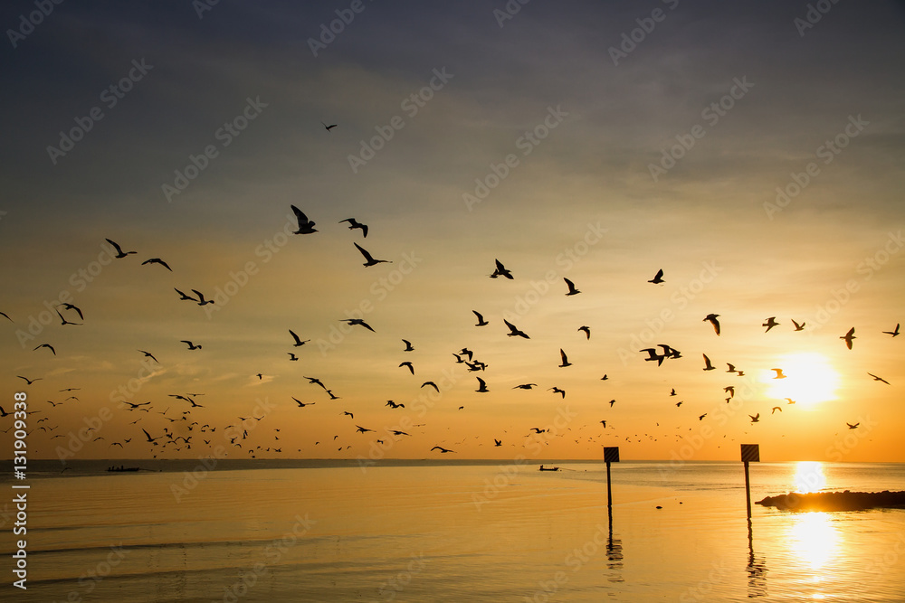 Seagull bird with amazing colorful sky and sea on twilight sunse