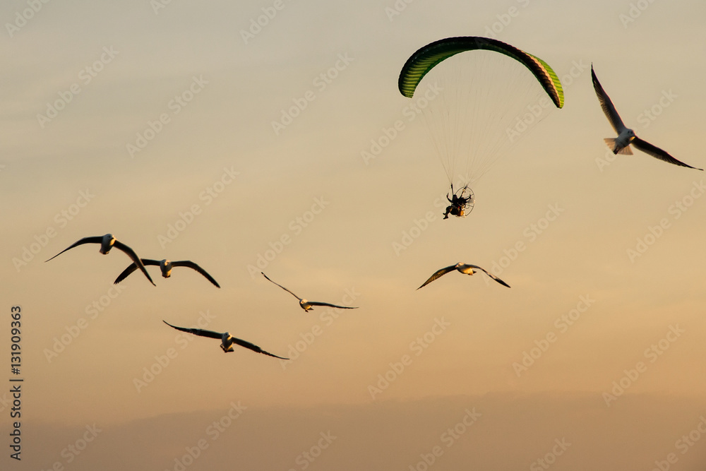 Silhouette Paramotor, Parachute, Paraglide flying in the sunset