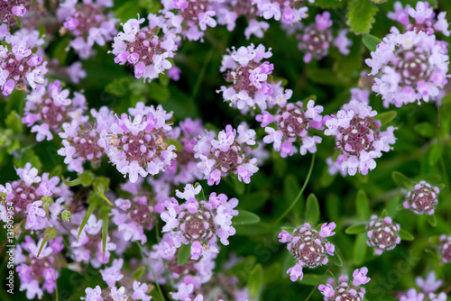 Fototapeta Naklejka Na Ścianę i Meble -  Closeup of wild thyme - selective focus, copy space