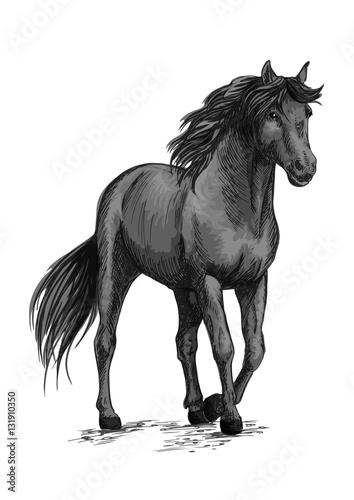 Horse walking in slow gait sketch portrait
