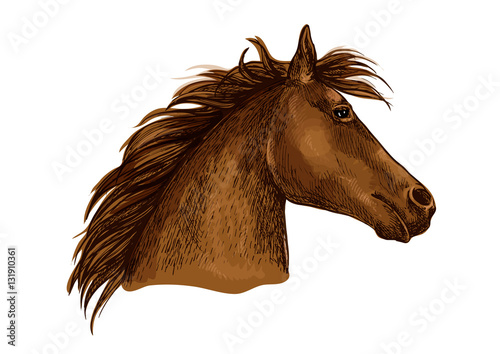 Artistic brown horse head sketch portrait