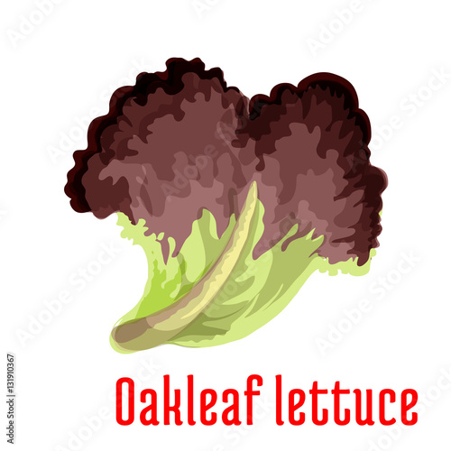 Red oakleaf lettuce vegetable isolated icon