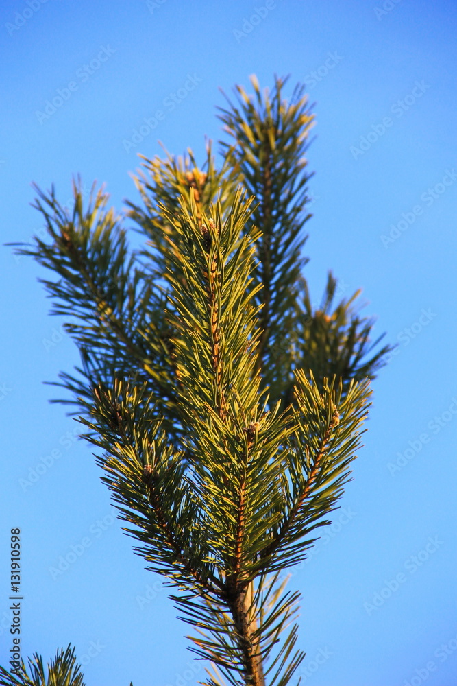 Pine tree branch against blue sky Pine tree branch against blue sky