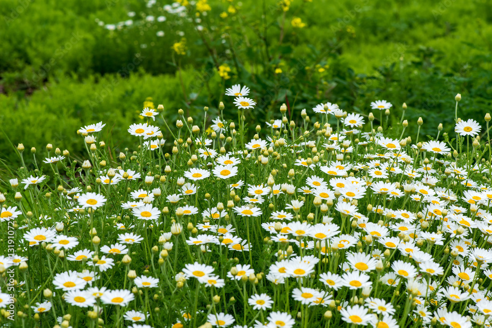 wild chamomile in the field - selective focus, copy space wild chamomile in the field - selective focus, copy space