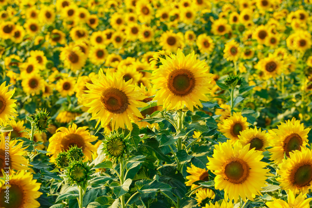 Sunflowers,Yellow flowers.