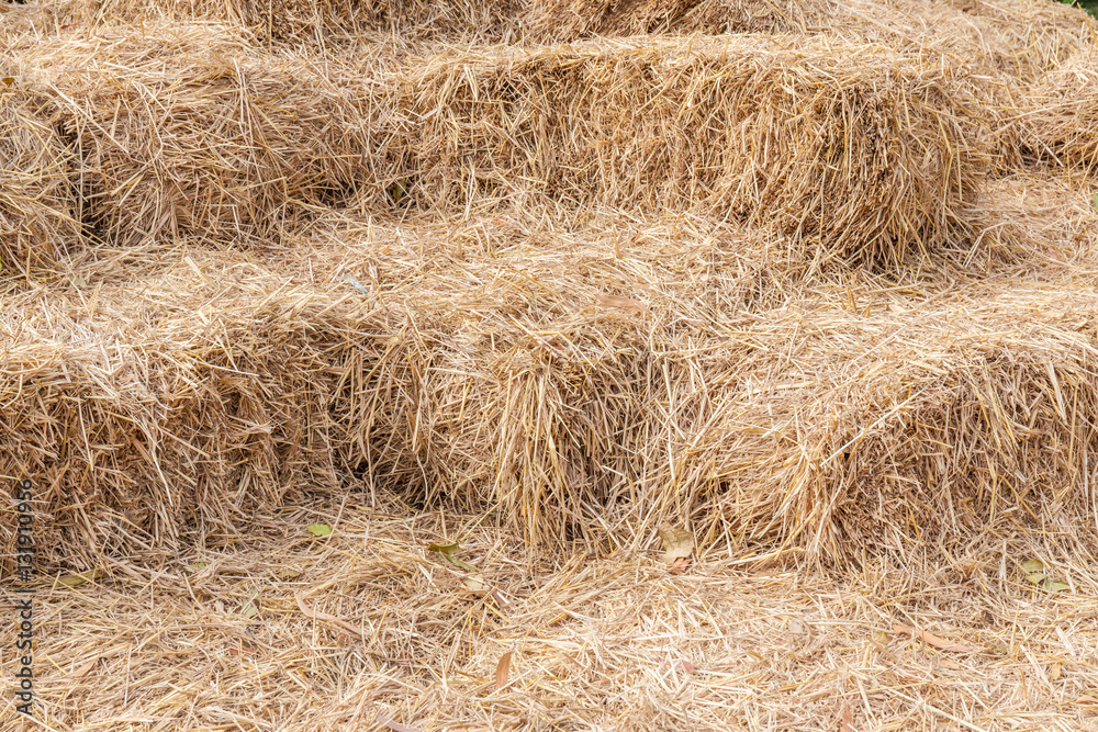 Bales of hay stacks in of agriculture farm, the symbol of harves Bales of hay stacks in of agriculture farm, the symbol of harves