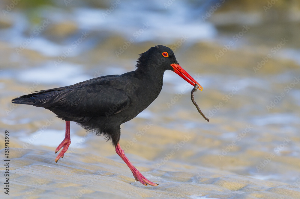 African Black Oystercatcher adult running with a reef worm to fe African Black Oystercatcher adult running with a reef worm to fe