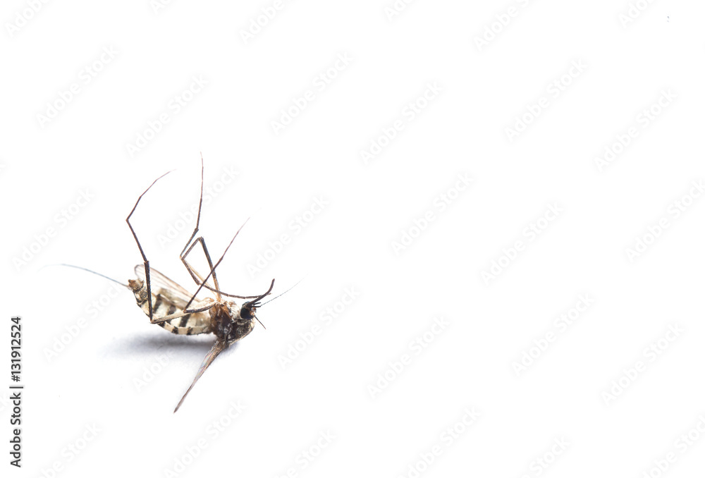 mosquito isolated on white background. mosquito isolated on white background.