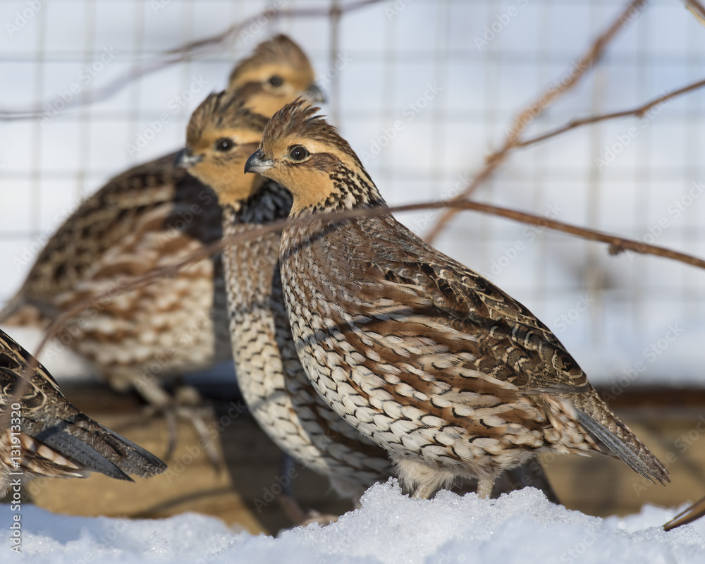 Female Bobwhite Quail Stock Photo | Adobe Stock
