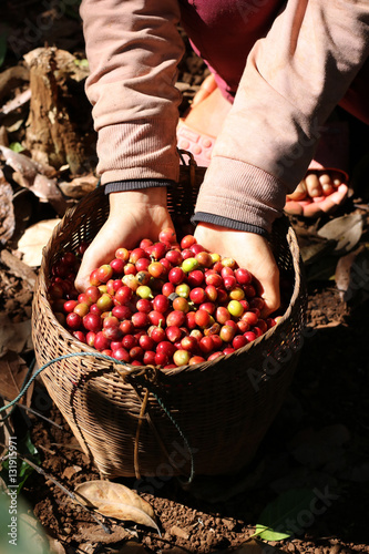 harvesting arabica coffee berries with agriculturist hand in Lao pdr
