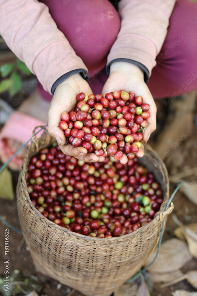 Fototapeta premium harvesting arabica coffee berries with agriculturist hand in Lao pdr